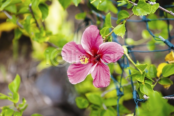 사람없음 JPG 아웃포커스 포토 꽃 꽃수술 들꽃 백그라운드 분홍색 식물 야외 잎 주간 줄기 하와이 한송이