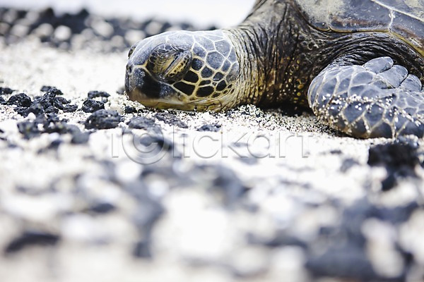 사람없음 JPG 아웃포커스 포토 거북이 돌(바위) 동물 바다거북 백그라운드 야외 주간 파충류 하와이 한마리 해변 해외