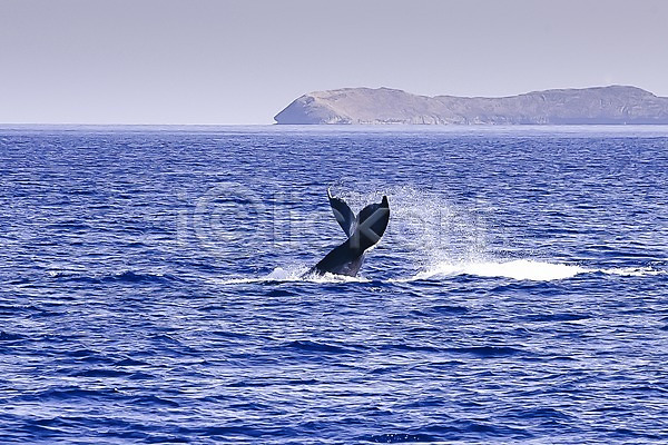 사람없음 JPG 포토 고래 꼬리 남태평양 동물 바다 수영 수중동물 야외 주간 포유류 풍경(경치) 하와이 한마리 해외 해외풍경 혹등고래
