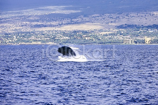 사람없음 JPG 포토 고래 남태평양 동물 바다 수영 수중동물 야외 주간 포유류 풍경(경치) 하와이 한마리 해외 해외풍경 혹등고래