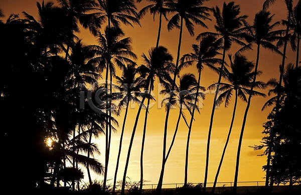 사람없음 JPG 실루엣 포토 나무 노을 백그라운드 식물 야외 야자수 일몰 일출 자연 주간 태양 풍경(경치) 하와이 해외 해외풍경 햇빛 휴양지
