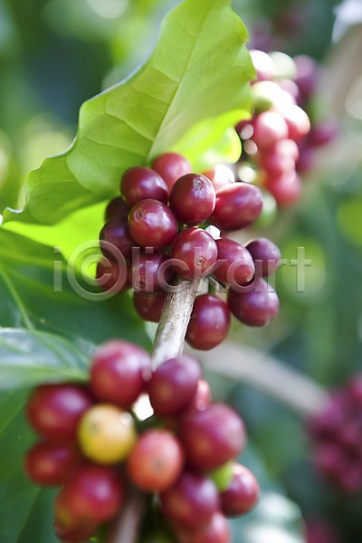 사람없음 JPG 아웃포커스 포토 나무 백그라운드 식물 야외 여러개 열매 잎 주간 커피 커피나무 커피열매 하와이