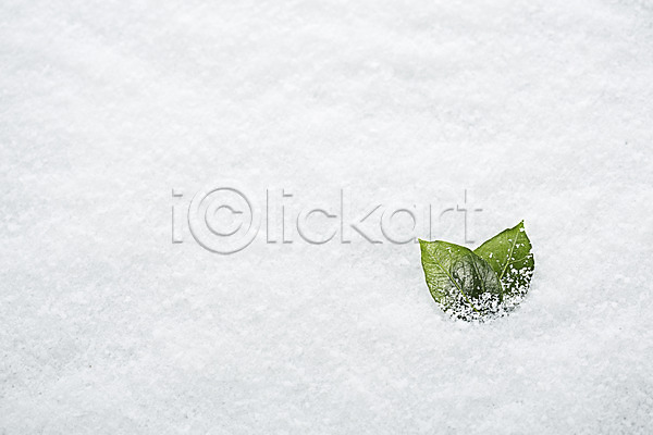 사람없음 JPG 포토 겨울 계절 나뭇잎 눈(날씨) 백그라운드 설원 스튜디오촬영 식물 실내 오브젝트 잎