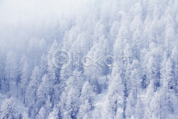 사람없음 JPG 포토 해외이미지 겨울 겨울풍경 나무 눈덮임 야외 오스트리아 자연 주간 풍경(경치) 해외202004