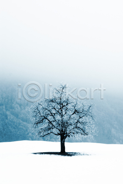 사람없음 JPG 포토 해외이미지 겨울 겨울풍경 나무 눈(날씨) 눈덮임 야외 자연 주간 한그루 해외202004