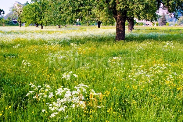 특별함 사람없음 JPG 포토 해외이미지 깊이 꽃 나무 나뭇가지 내추럴 땅 땅바닥 밭 봄 시골 야외 자연 초록색 풍경(경치) 해외202004 흙 흰색