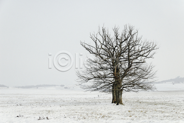 사람없음 JPG 포토 해외이미지 겨울 겨울풍경 나무 눈덮임 야외 자연 주간 해외202004