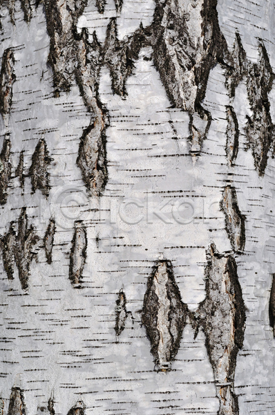 사람없음 JPG 포토 해외이미지 거친 껍질 나무껍질 내추럴 다리찢기 목재 백그라운드 빛 숲 시골 유기농 자연 자작나무 줄기 질감 추상 타격 통나무 패턴 표면 해외202004 회색 흰색