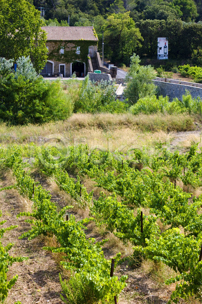 사람없음 JPG 포토 해외이미지 농업 서유럽 야외 와인 외관 유럽 포도나무 포도밭 프랑스 해외202004