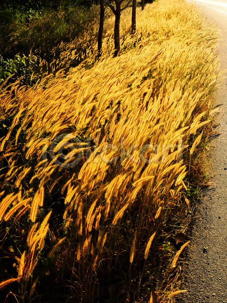 사람없음 JPG 포토 해외이미지 계절 꽃 나무 도로 도시 땅바닥 밭 시골 식물 일몰 조명 해외202004 햇빛