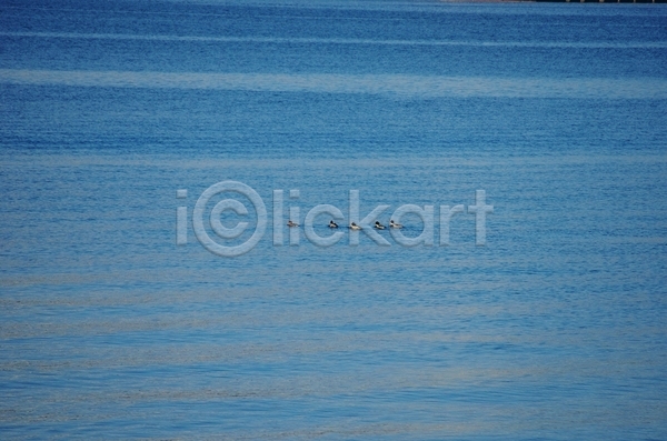추위 사람없음 JPG 포토 해외이미지 가족 겨울 동물 물 북극해 빛 야생동물 야외 오리 원형 자연 조류 파란색 해외202004