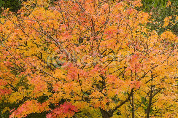 사람없음 JPG 포토 해외이미지 가을(계절) 계절 나무 노란색 백그라운드 빨간색 식물 잎 자연 해외202004