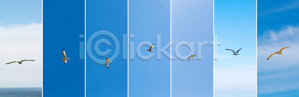 자유 추위 사람없음 JPG 포토 해외이미지 갈매기 고립 구름 구성 그룹 깃털 날개 동물 맑음 무료 바다 바람 백그라운드 비행 야생동물 여름 우주 자연 조류 컨셉 태양 파란색 풍경 하늘 항해 해외202004 해외포토 향수 휴가 흰색