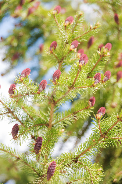 사람없음 JPG 포토 해외이미지 가문비나무 나무 벚꽃 보라색 봄 빨간색 상록수 생태학 소나무 숲 자연 해외202004 환경