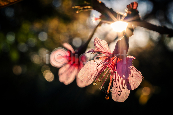 사람없음 JPG 포토 해외이미지 계절 꽃 꽃무늬 꽃잎 내추럴 농장 벚꽃 봄 분홍색 빛 빨간색 식물 여름(계절) 일출 자연 정원 해외202004 햇빛