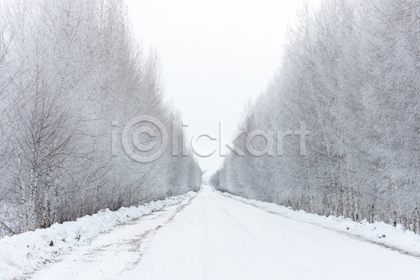 사람없음 JPG 포토 해외이미지 겨울 겨울풍경 나무 나무길 눈길 눈덮임 야외 자연 주간 하늘 해외202004