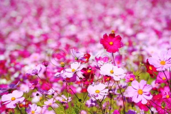 사람없음 JPG 포토 해외이미지 꽃 묘사 밭 백그라운드 벚꽃 분홍색 시골 식물 자연 정원 초록색 컬러풀 코스모스(꽃) 파란색 해외202004 환경 황금 흰색