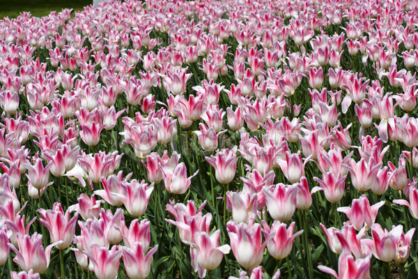 사람없음 JPG 포토 해외이미지 꽃 꽃무늬 꽃잎 밭 벚꽃 봄 분홍색 식물 여름(계절) 전구 정원 튤립 해외202004 흰색