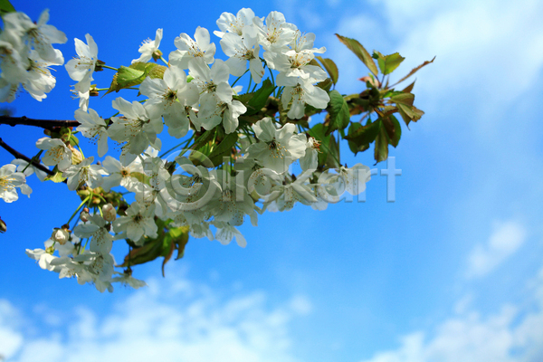 사람없음 JPG 포토 해외이미지 개발 계절 구름(자연) 꽃 나뭇가지 막대기 백그라운드 벚꽃 봄 식물 야외 우주 자연 지역 체리 파란색 하늘 해외202004 흰색