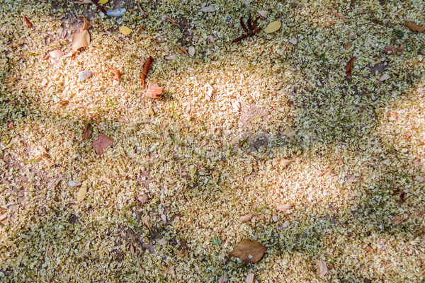 사람없음 JPG 포토 해외이미지 10월 11월 가을(계절) 갈색 계절 공원 날씨 내추럴 노란색 백그라운드 벽지 빨간색 숲 식물 야외 여름(계절) 오렌지 유기농 잎 자연 장식 정원 질감 초록색 컬러풀 패턴 해외202004 황금