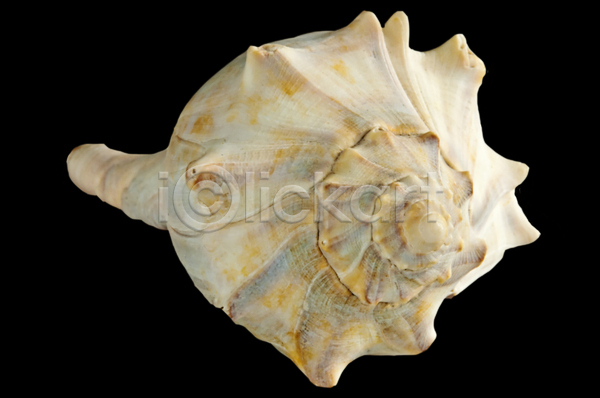 사람없음 JPG 포토 해외이미지 껍질 달팽이(동물) 동물 바다 야생동물 해외202004