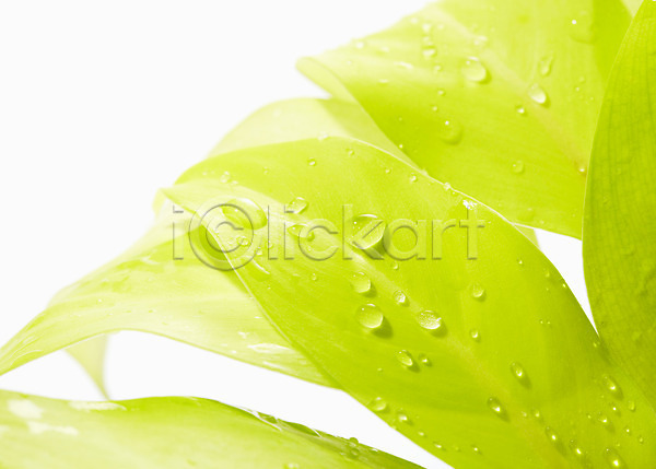 신선 사람없음 JPG 근접촬영 아웃포커스 포토 물방울 백그라운드 스튜디오촬영 식물 실내 잎 풀(식물)