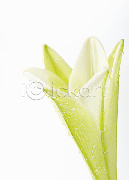 신선 사람없음 JPG 근접촬영 포토 꽃 꽃잎 물방울 백합(꽃) 스튜디오촬영 식물 실내 컬러 한송이 흰색