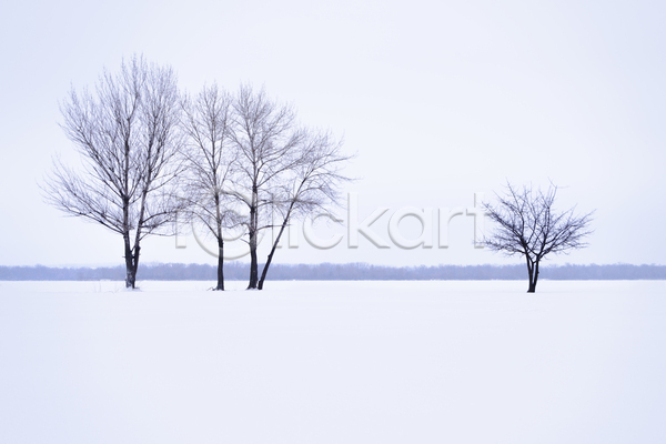 사람없음 JPG 포토 해외이미지 겨울 겨울풍경 나무 눈덮임 설원 야외 자연 주간 하늘 해외202004