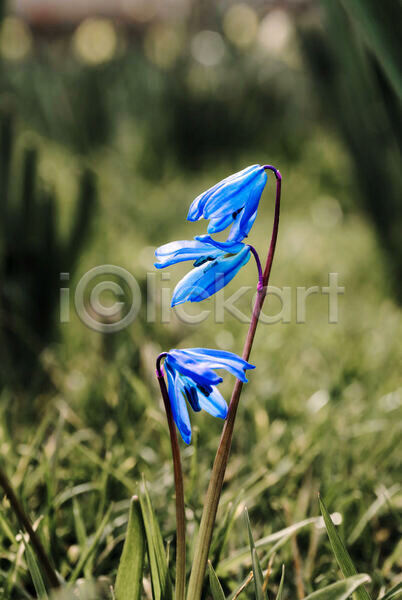 사람없음 JPG 포토 해외이미지 계절 꽃 꽃무늬 백그라운드 봄 식물 야외 영원 자연 파란색 해외202004