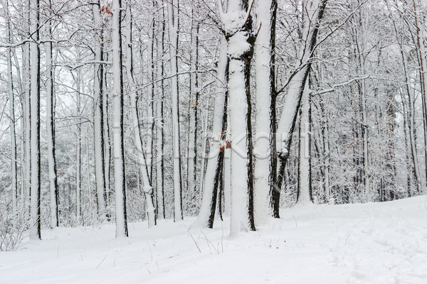 산책 사람없음 JPG 포토 해외이미지 겨울 계절 공원 관목 나무 나뭇가지 날씨 백그라운드 숲 식물 안개 자연 폭설 풍경(경치) 해외202004
