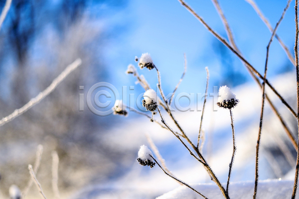 사람없음 JPG 아웃포커스 포토 해외이미지 겨울 겨울풍경 눈(날씨) 식물 야외 자연 주간 해외202004