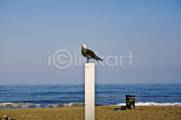 사람없음 JPG 포토 해외이미지 갈매기 기둥 미국 바다 수평선 야외 주간 캘리포니아 하늘 한마리 해변 해외202004 해외풍경