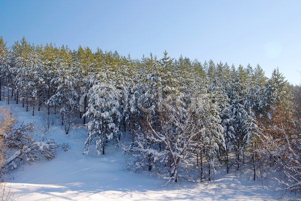 사람없음 JPG 포토 해외이미지 겨울 겨울풍경 나무 산 야외 주간 하늘 해외202004