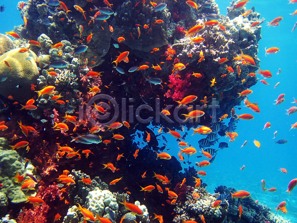 사람없음 JPG 포토 해외이미지 깊이 물 바다 빨간색 산호 소금물 수중 암초 야생동물 어류 여름(계절) 여행 이국적 이집트 자연 태양 파란색 해외202004 햇빛 휴가
