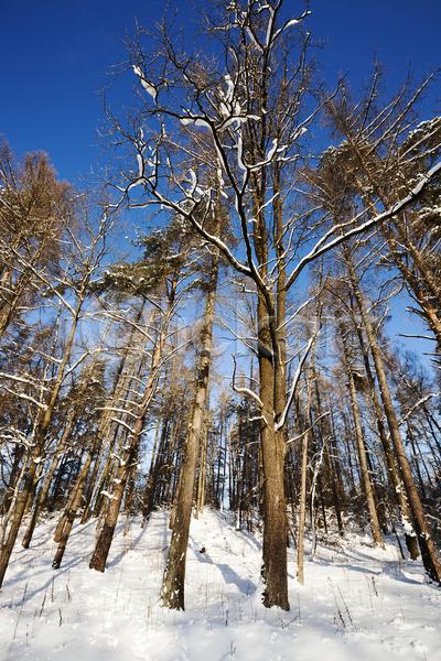 시원함 추위 사람없음 JPG 포토 해외이미지 가문비나무 겨울 계절 공원 나무 나뭇가지 냉동 눈보라 눈송이 벌거벗은 빛 서리 숲 시간 시골 야외 얼음 자연 장면 지역 파란색 풍경(경치) 하늘 해외202004 햇빛 황무지 효과 흰색