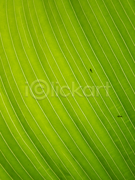사람없음 JPG 포토 해외이미지 묘사 봄 식물 원예 잎 장식 정맥 초록색 해외202004