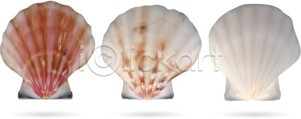 EPS 일러스트 해외이미지 가리비 갈색 고립 껍질 나선형 내추럴 달팽이 동물 디자인 모양 물 바다 백그라운드 별 분홍색 불가사리 수족관 수집 싱글 야생동물 엘리먼트 여름 여행 연체동물 오브젝트 이국적 자르기 자연 장식 조개 질감 컬러풀 패턴 해산물 해외202004 해외일러스트 휴가 흰색