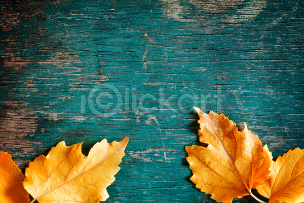 사람없음 JPG 포토 해외이미지 가을(계절) 갈색 검은색 날씨 노란색 닫기 목재 백그라운드 빨간색 숲 식물 야외 옛날 오렌지 잎 자연 정원 질감 초록색 추수감사절 컬러풀 해외202004 회색 흰색