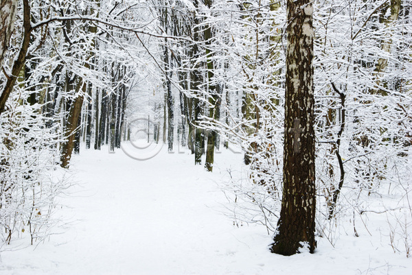 사람없음 JPG 포토 해외이미지 겨울 겨울풍경 나무 나무길 눈길 눈덮임 산 산속 야외 자연 주간 해외202004