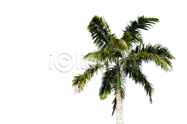고독 사람없음 JPG 포토 해외이미지 1 갈색 고립 나무 나무줄기 손바닥 식물 싱글 아시아 야자수 잎 자연 초록색 태평양 해외202004 흰색
