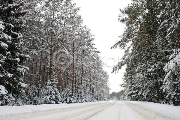 사람없음 JPG 포토 해외이미지 겨울 겨울풍경 나무 나무길 야외 주간 하늘 해외202004