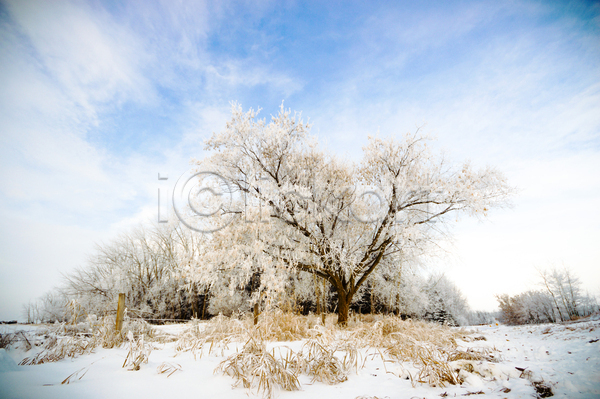 사람없음 JPG 포토 해외이미지 겨울 겨울풍경 구름(자연) 나무 눈덮임 야외 자연 주간 하늘 해외202004