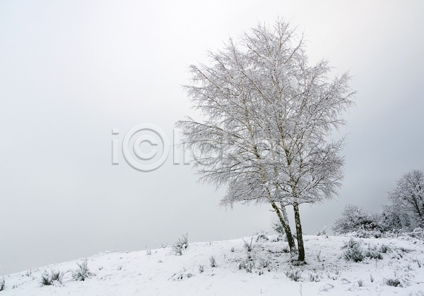 사람없음 JPG 포토 해외이미지 겨울 겨울풍경 나무 눈덮임 야외 자연 주간 해외202004 흐림