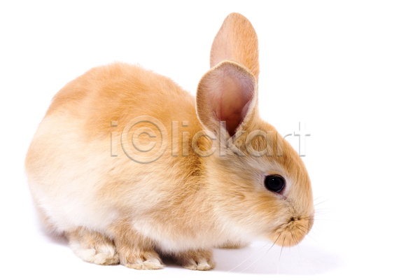 귀여움 사람없음 JPG 포토 해외이미지 가축 귀 반려동물 부활절 토끼 한마리 흰배경