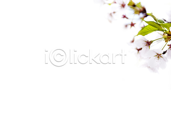 사람없음 JPG 근접촬영 아웃포커스 포토 계절 꽃 꽃백그라운드 나뭇가지 백그라운드 벚꽃 벚나무 봄 봄꽃 식물 야외 잎 자연 주간 컬러 흰색