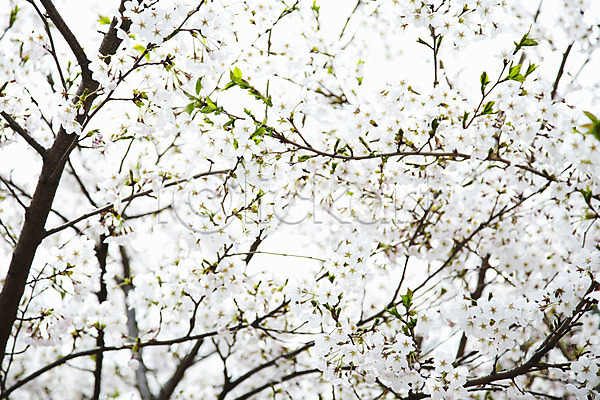 사람없음 JPG 근접촬영 아웃포커스 포토 계절 꽃 꽃백그라운드 나무 나뭇가지 백그라운드 벚꽃 벚나무 봄 봄꽃 식물 야외 잎 자연 주간 컬러 풍경(경치) 흰색