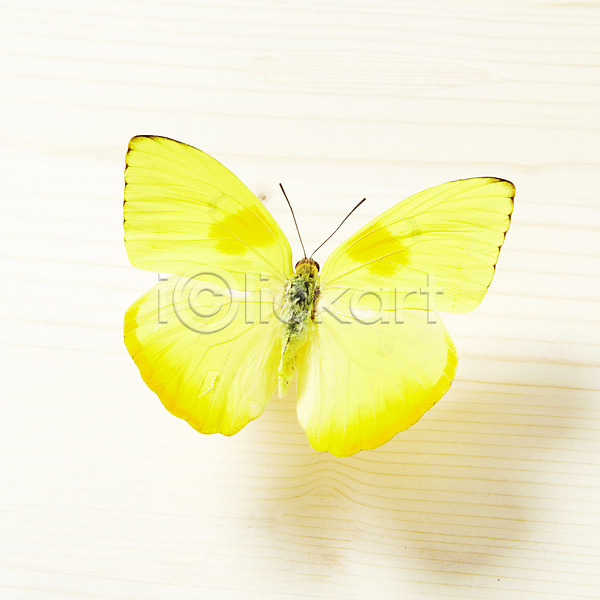사람없음 JPG 포토 계절 곤충 나비 동물 무늬 백그라운드 봄 실내 자연 한마리