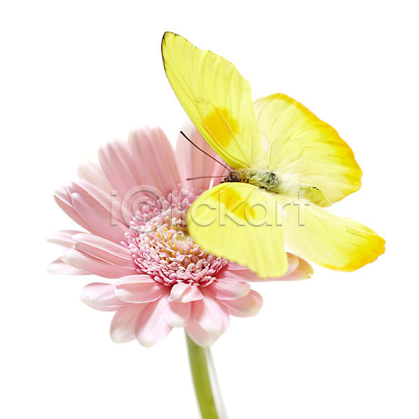 사람없음 JPG 근접촬영 포토 거베라 계절 곤충 꽃 꽃백그라운드 나비 노란색 누끼 동물 백그라운드 봄 봄꽃 분홍색 식물 실내 자연 컬러 한마리
