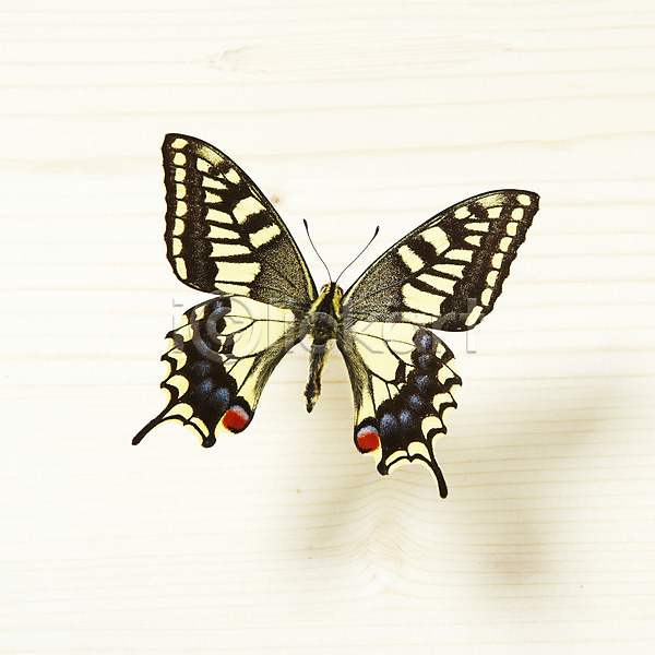 사람없음 JPG 포토 계절 곤충 나비 동물 무늬 백그라운드 봄 실내 자연 한마리 호랑나비