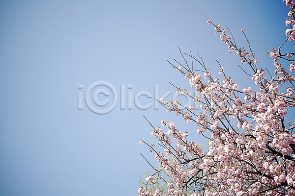 사람없음 JPG 근접촬영 아웃포커스 포토 계절 꽃 꽃백그라운드 나무 나뭇가지 백그라운드 벚나무 봄 봄꽃 분홍색 식물 야외 자연 주간 컬러 풍경(경치) 하늘